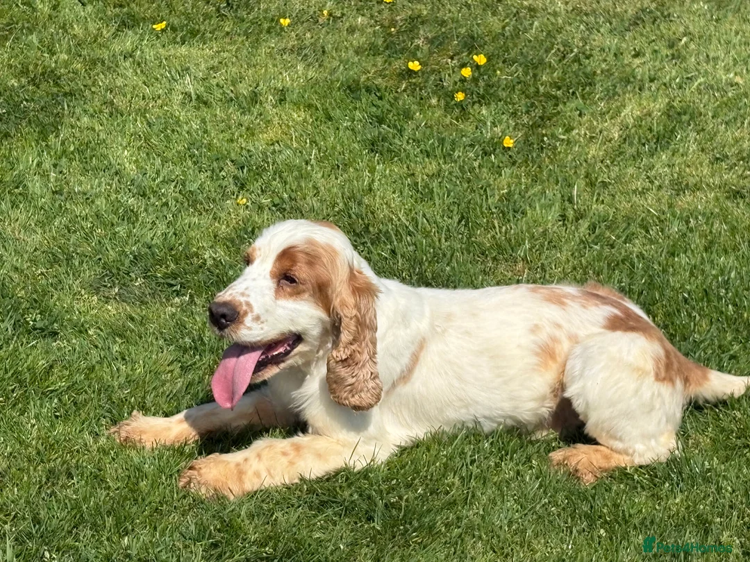 Cocker Spaniel dogs for stud: Health tested cocker spaniel stud boy  in Southport - Advert 2