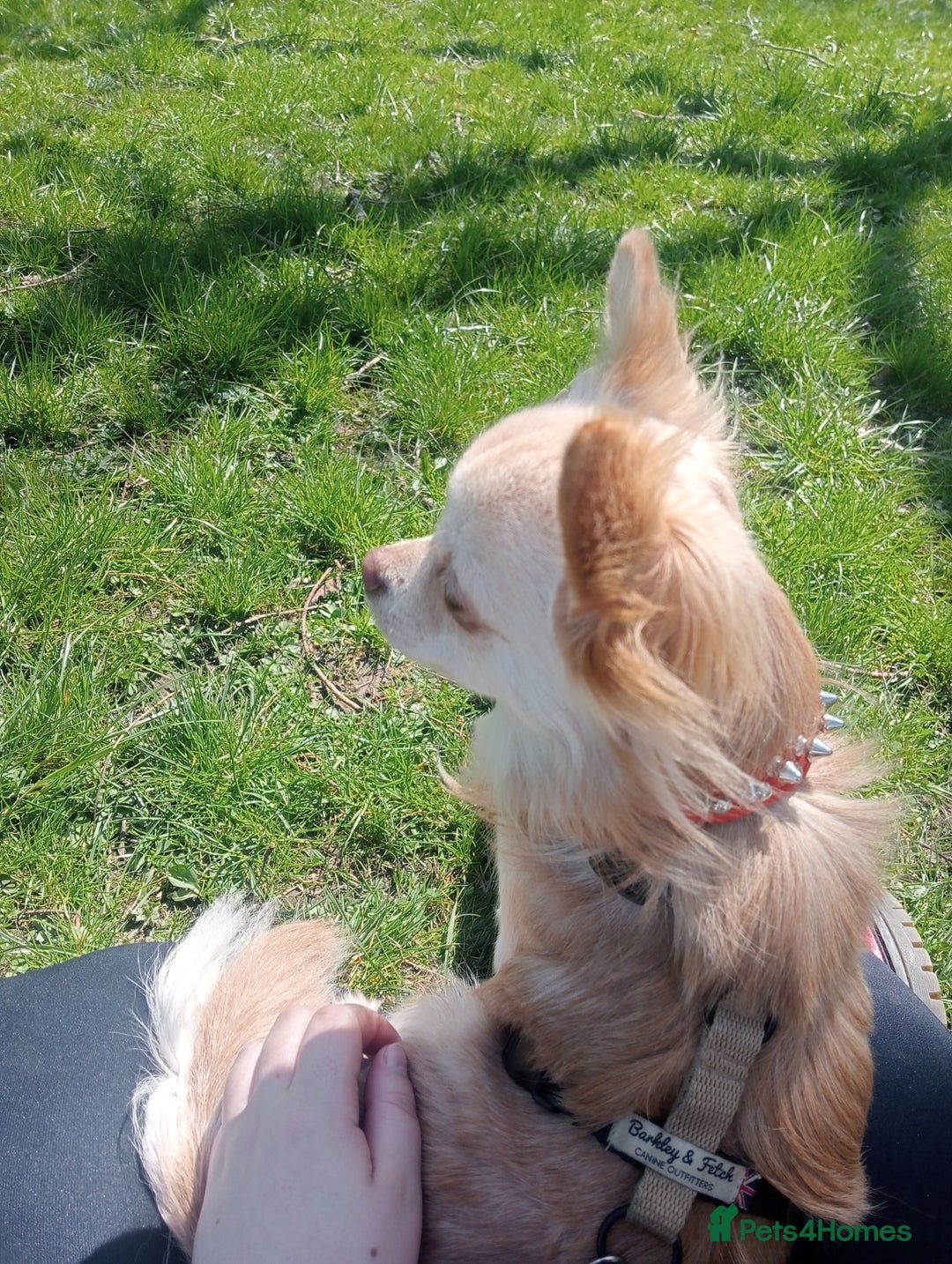 Chihuahua dogs for stud: Stud blonde chihuahua  - Advert 7