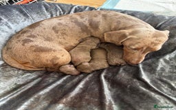 Dachshund dogs for sale: Dutch hound Puppys Miniature - Image 5