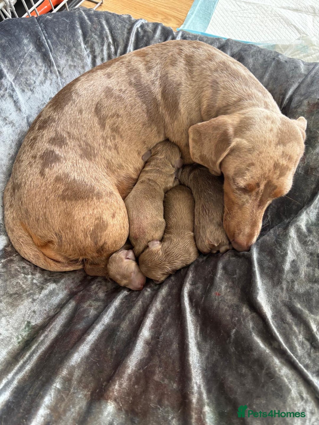 Dachshund dogs for sale: Dutch hound Puppys Miniature - Image 5
