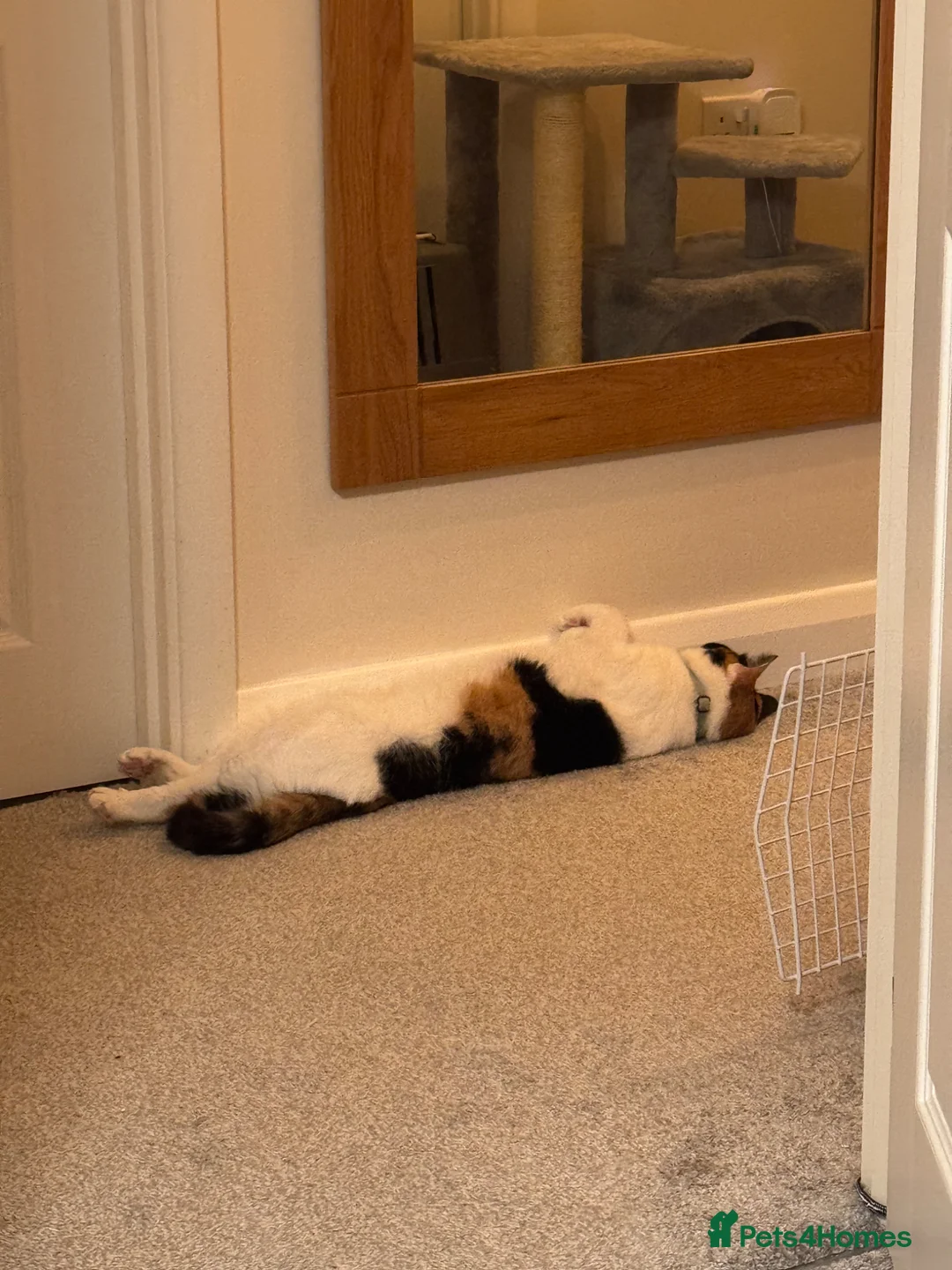 Mixed Breed cats for sale: My long term cat  - Advert 2