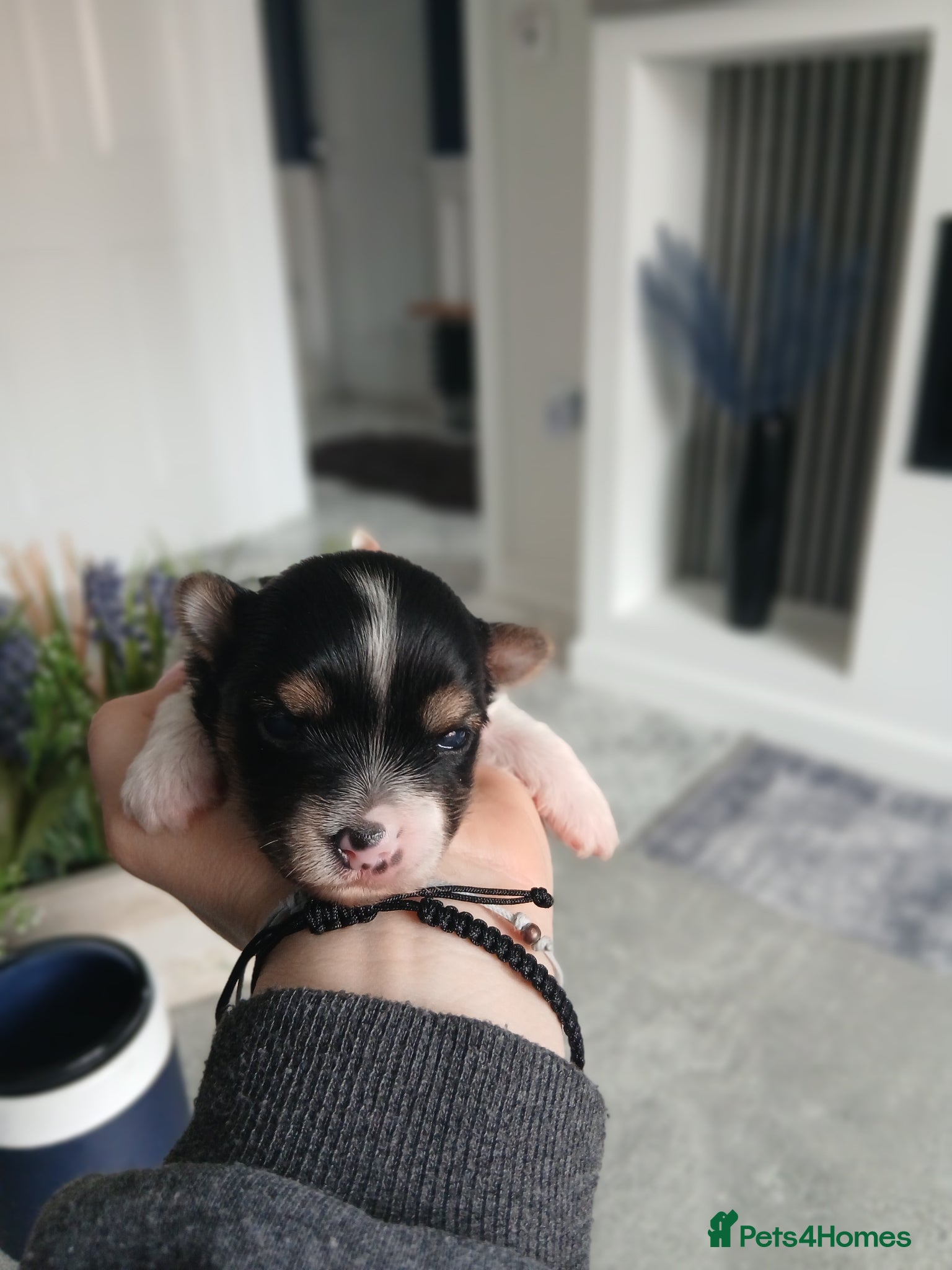 Biewer Terrier dogs Mini Purebred Biwer Yorkshire Terrier Puppies - Advert 2