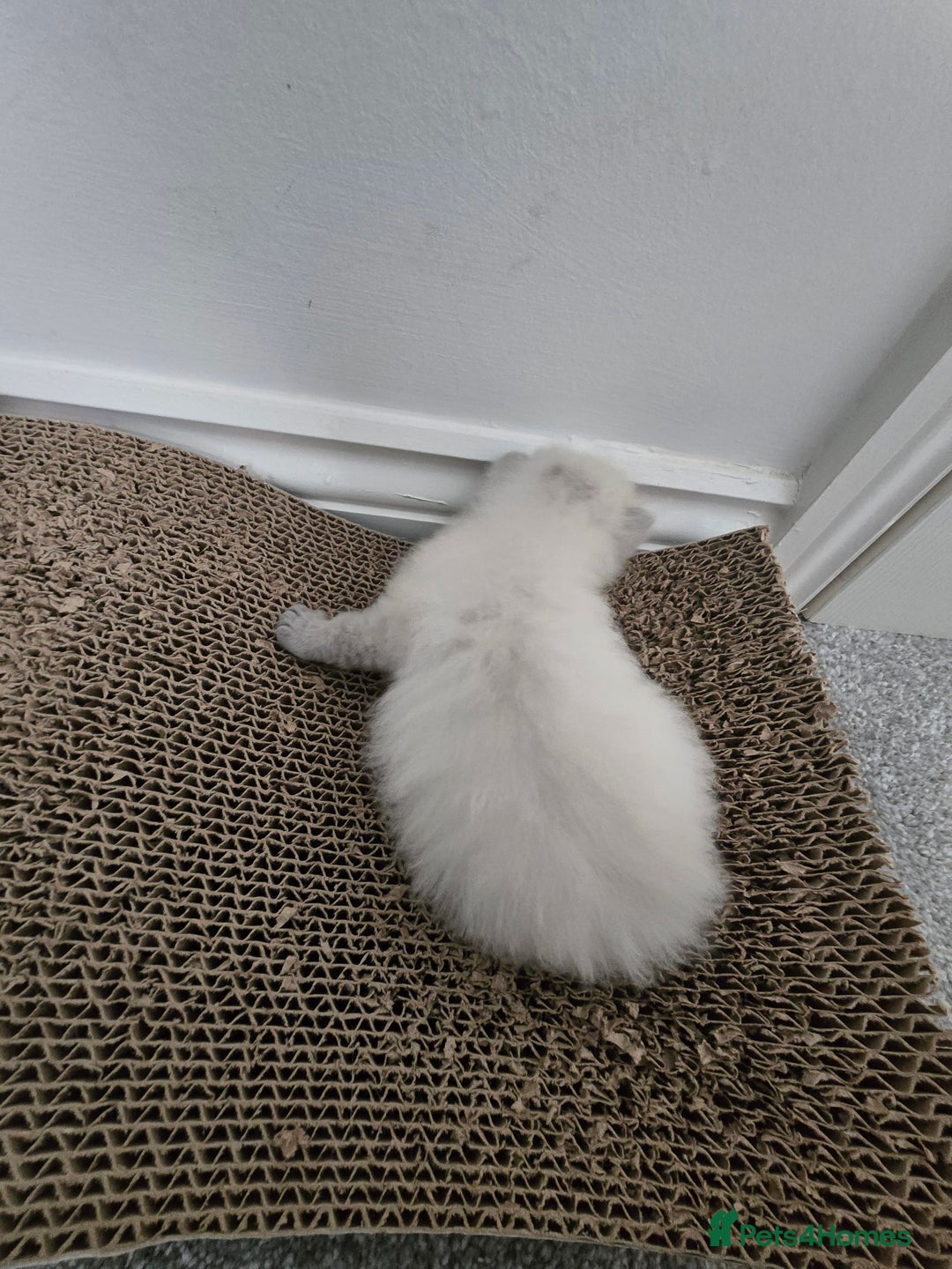 Ragdoll cats for sale: 💙 BLUEPOINT RAGDOLL BOY FOR SALE 💙 - Image 17