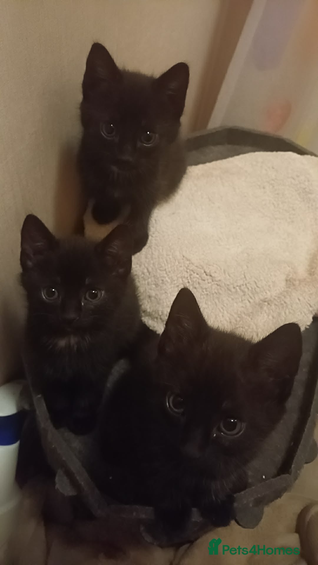 Mixed Breed cats 3 beautiful Maine Coon/Siamese mix kittens - Advert 1