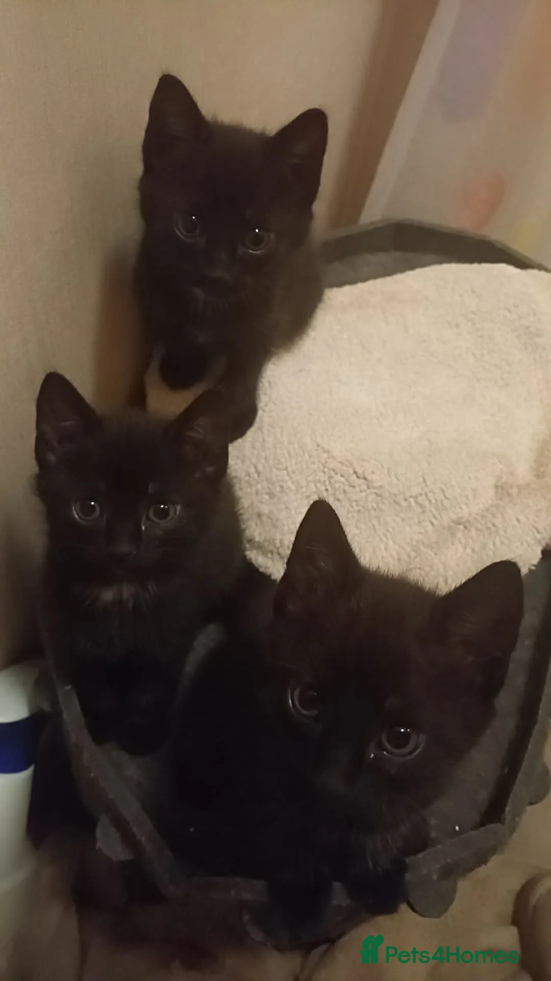 Mixed Breed cats for sale: 3 beautiful Maine Coon/Siamese mix kittens in Waltham Abbey - Advert 1