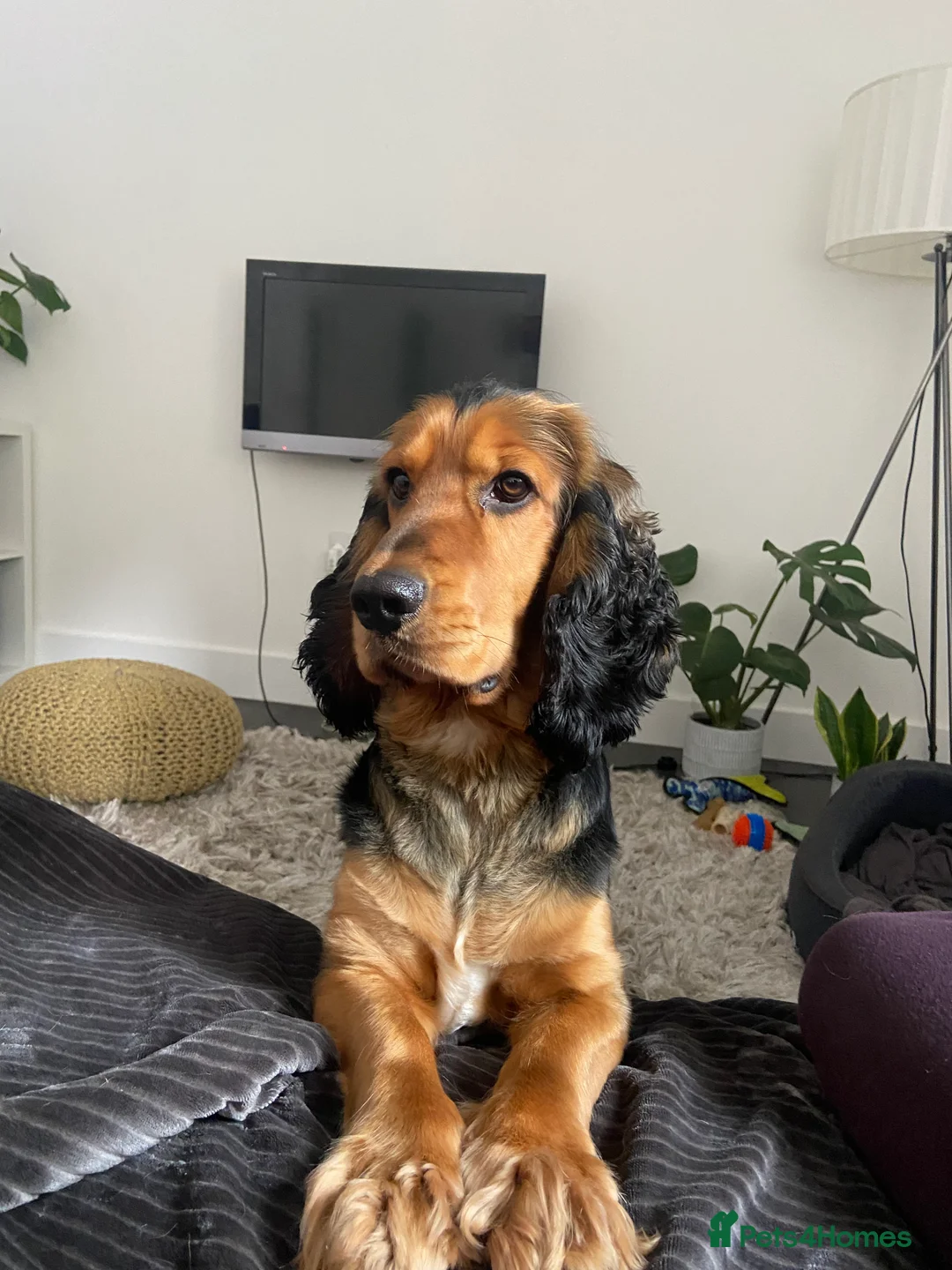 Cocker Spaniel dogs for stud: *For stud* Ringo the cocker spaniel - Advert 16