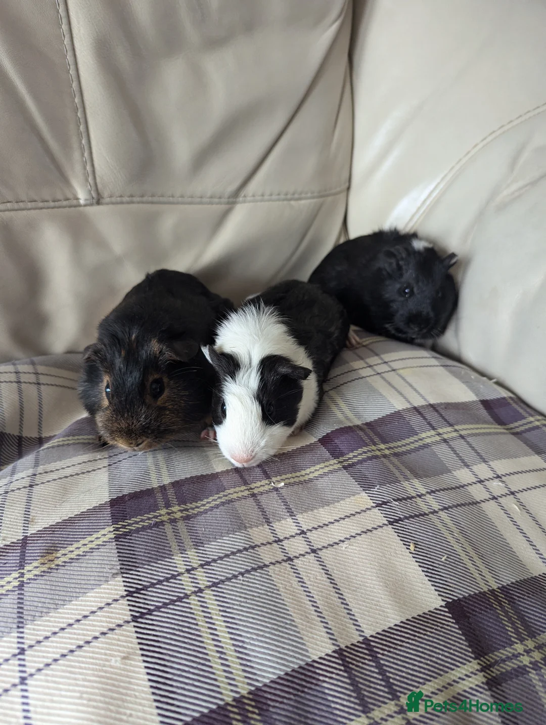 Guinea Pig rodents for sale: Baby boy guinea pigs - Advert 1