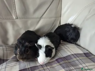 Guinea Pig rodents Baby boy guinea pigs - Advert 2