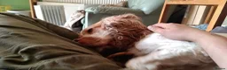Cocker Spaniel dogs for sale: Barney- Rescue and Rehome - Advert 7
