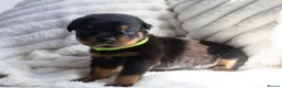 Rottweiler dogs for sale: Full KC Pedigree Rottweilers - Advert 11