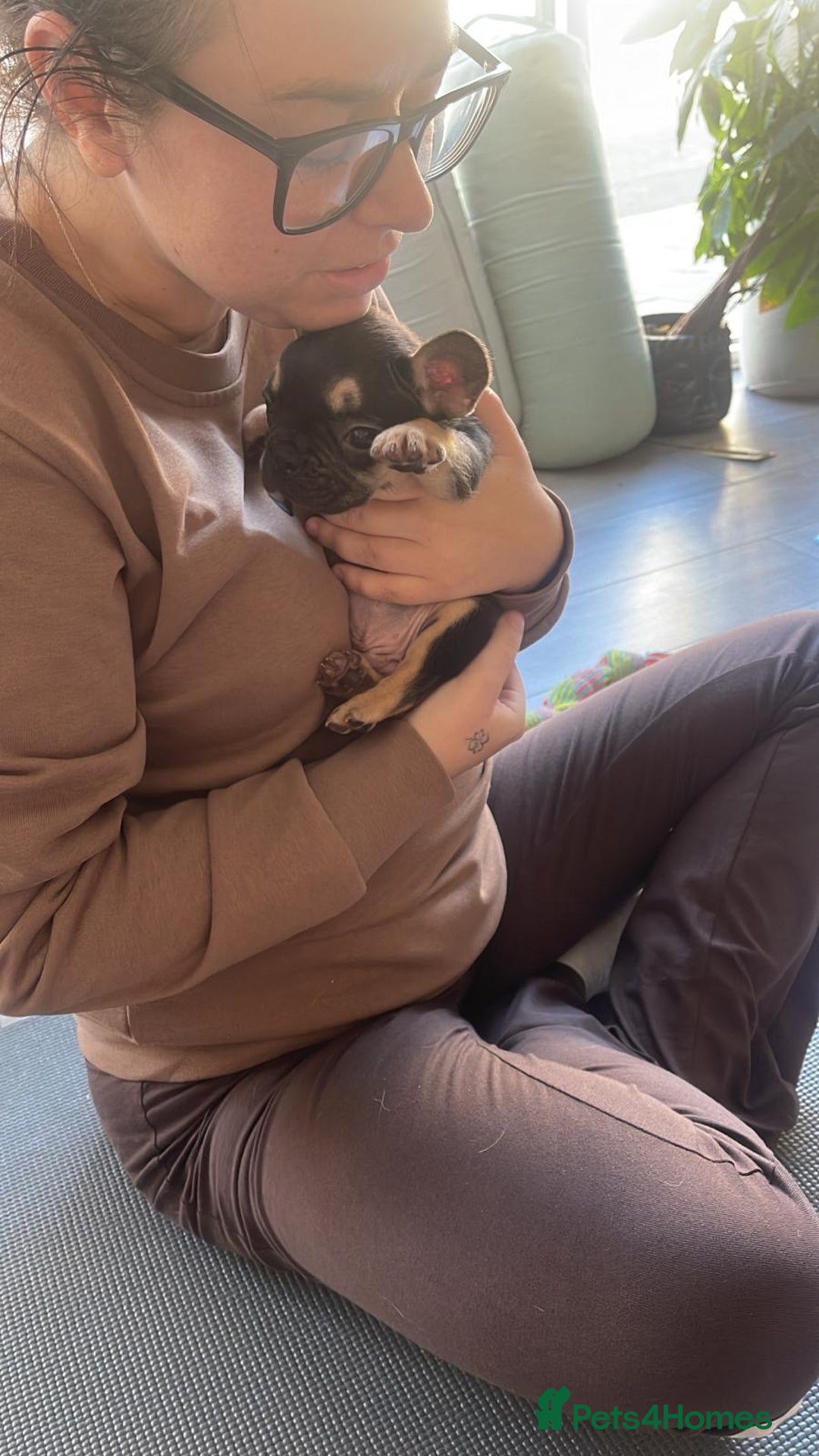 French Bulldog dogs for sale: Frenchie puppy’s available  - Advert 2