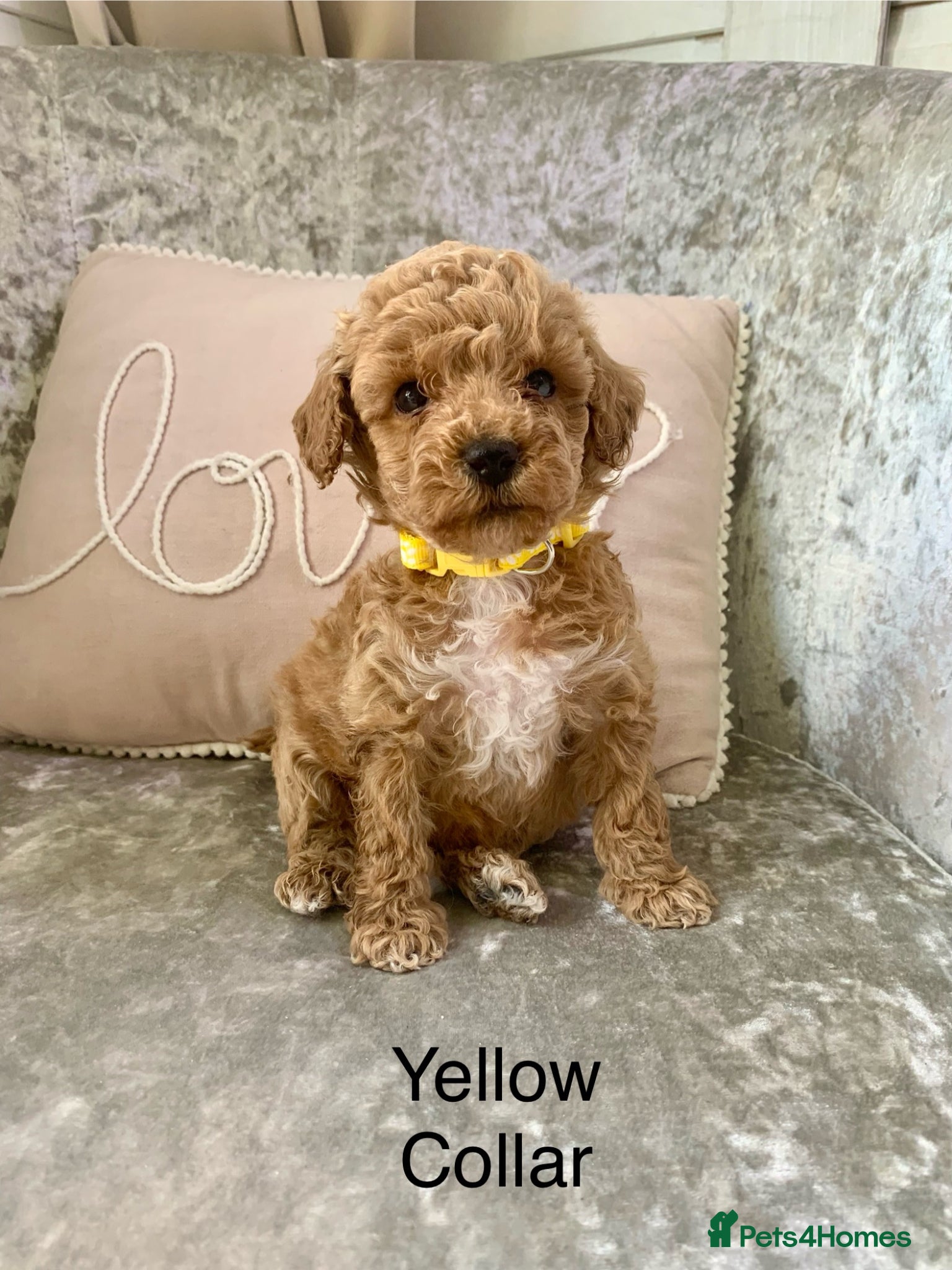 Toy Poodle dogs 🐩Outstanding Toy Poodle Puppies – Ready to view🐩 - Advert 2