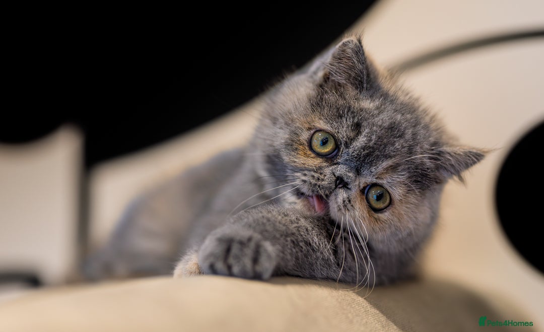 Exotic cats for sale: GCCF Registered - Advert 9