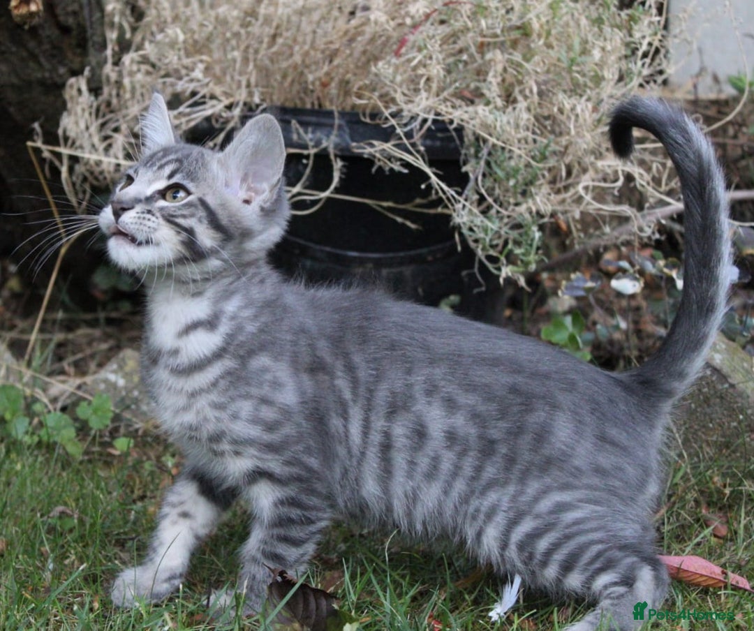 Savannah cats for sale: Stunning Savannahx Maine coons - Image 38