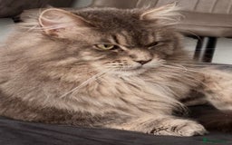 Maine Coon cats for sale: PUREBRED MALE MAINECOON FOR SALE  - Image 2