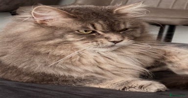 Maine Coon cats - Advert 1