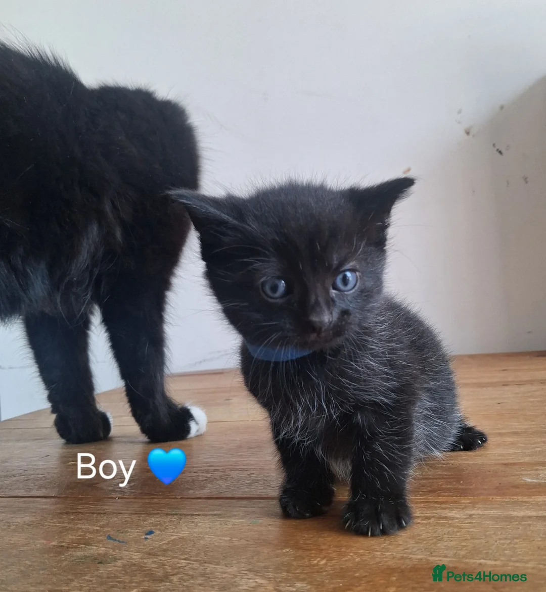 Mixed Breed cats for sale: Beautiful long haired fluffy kittens - Advert 6