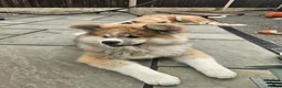 Akita dogs for sale: RKC Long-coat female - Advert 8