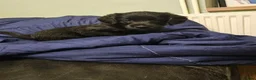 Mixed Breed dogs for sale: READY TO GO - 3 Beagador/miniature poodle puppies - Advert 12