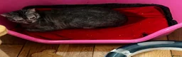 Lykoi cats for sale: LYKOI FULL PEDIGREE GCCF REGISTERED BABIES in Guildford - Advert 9
