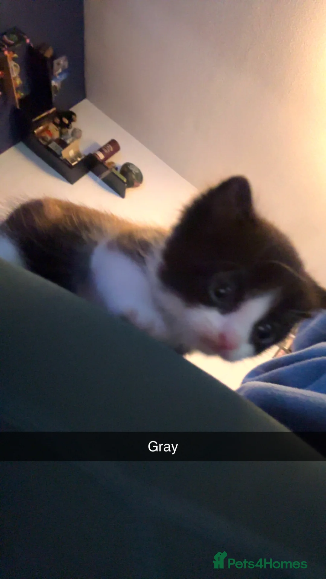 Domestic Shorthair cats for sale: 4 Tuxedo Kittens - Advert 11