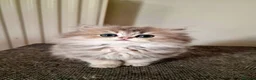 British Shorthair cats for sale: 🌟GCCF registred kittens 🌟 - Advert 24