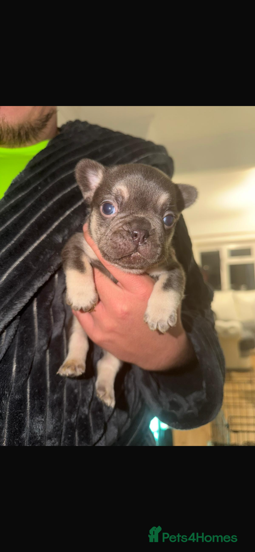 French Bulldog dogs for sale: 5 beautiful French bulldog puppies for sale 😍 - Advert 5