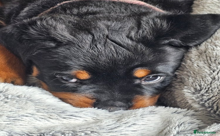 Rottweiler dogs - Advert 4
