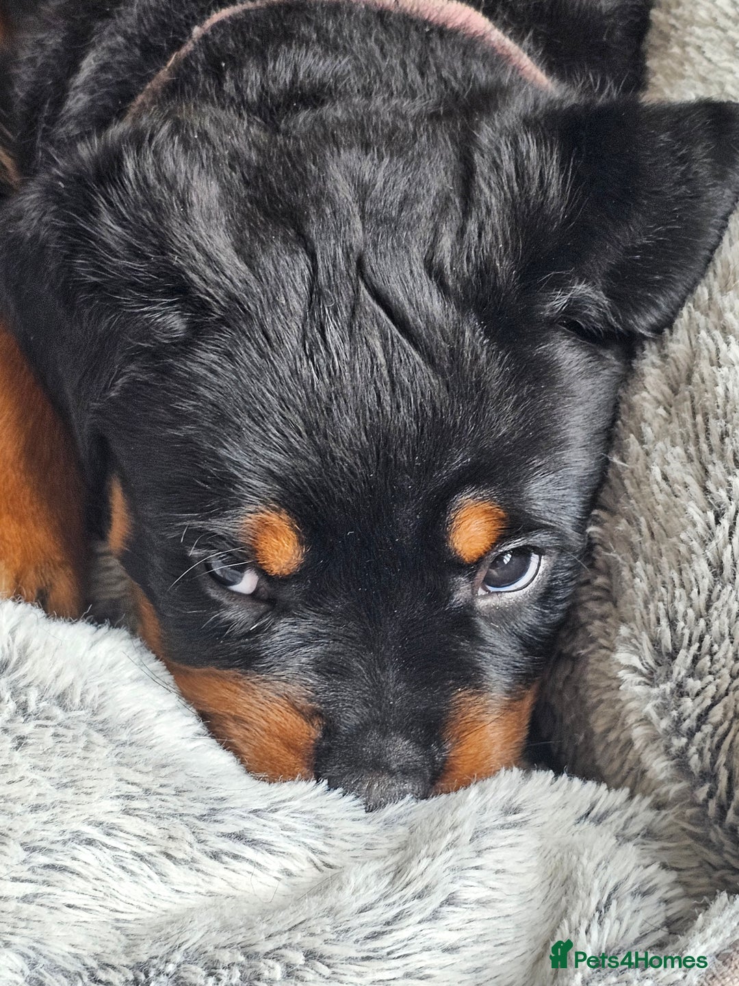 Rottweiler dogs for sale: Pure breed Rottweiler  - Image 7