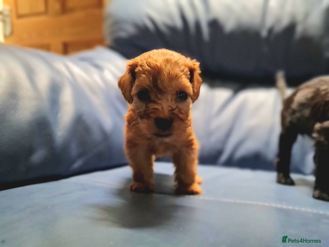Cockapoo dogs for sale: 🐶🐾PLEASE READ THE FULL ADVERT🐾🐶 - Image 23