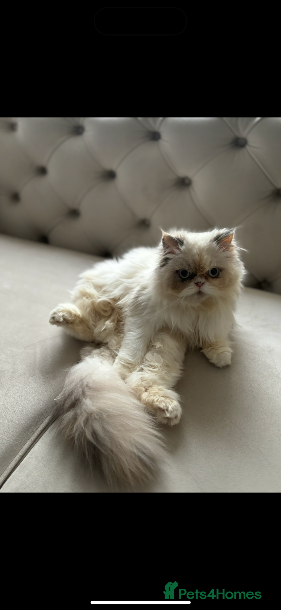 Persian cats for sale: Adorable Persian × Bengal Kittens  - Image 20