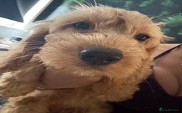 Mixed Breed dogs for sale: Cavapoo puppies  - Image 1