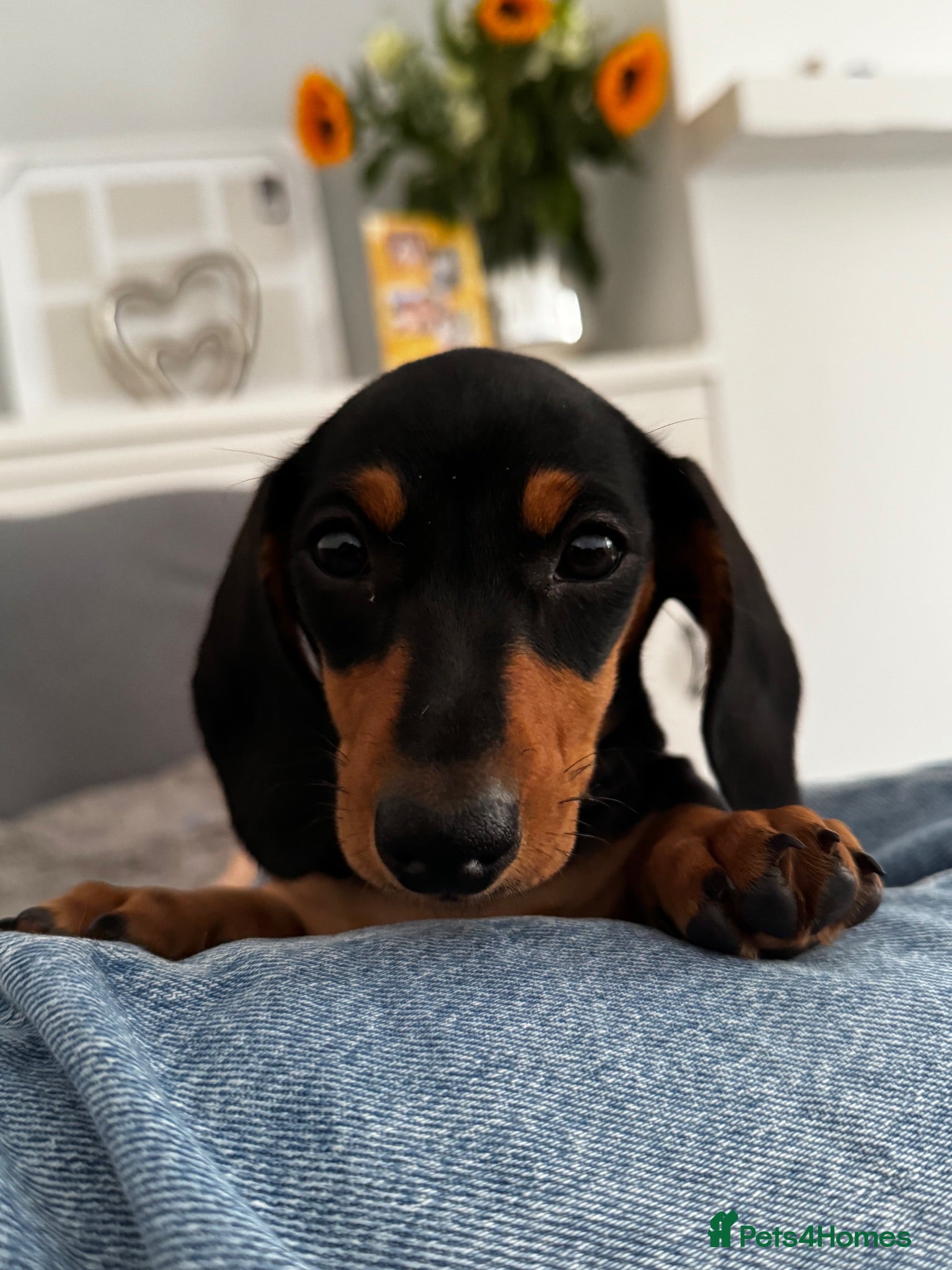 Miniature Dachshund dogs Stunning mini dachshund girl - Advert 1