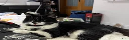 Mixed Breed cats for sale: Beautiful female kitten  - Advert 2