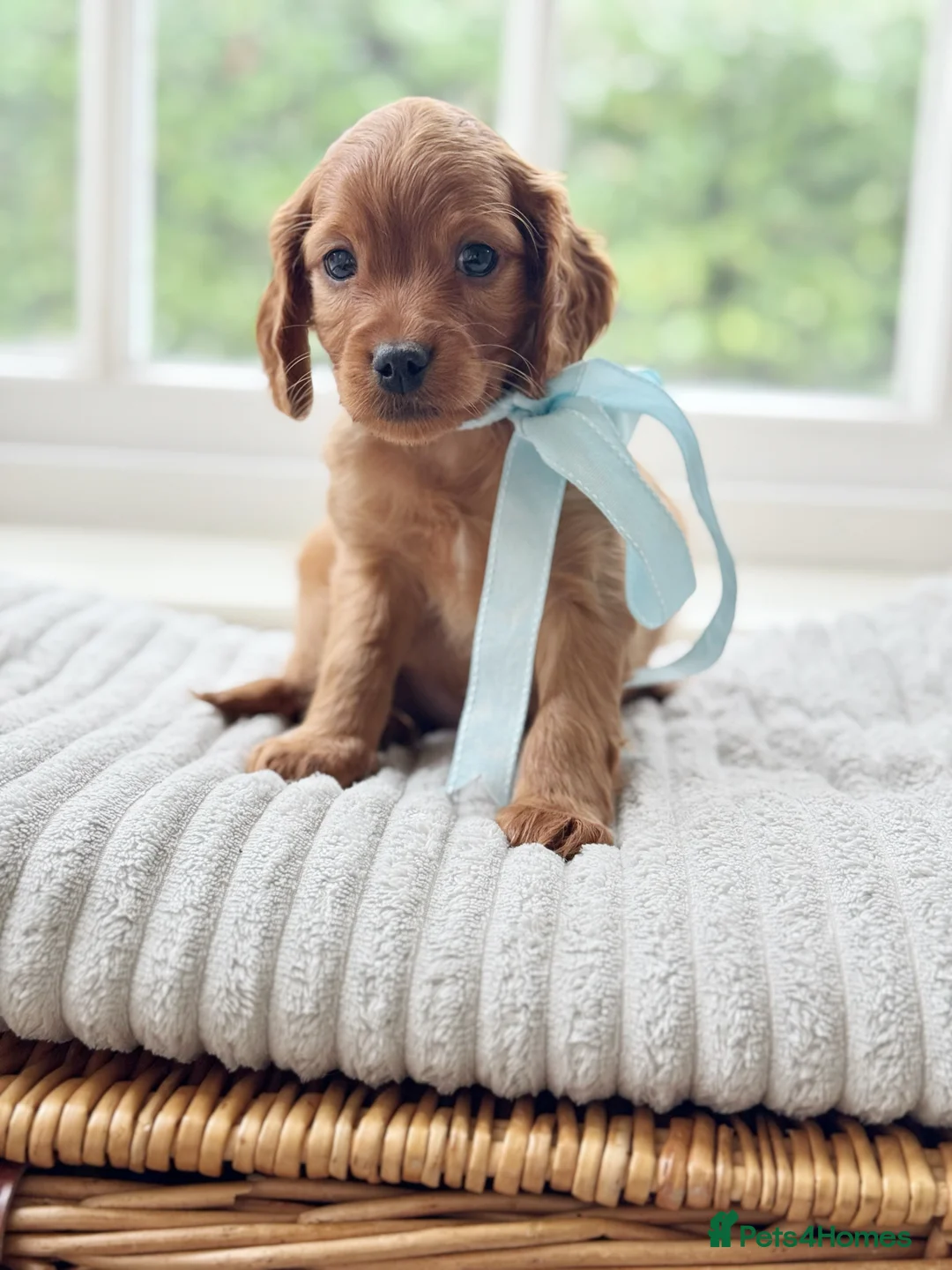 Cavapoo dogs for sale: Stunning F2 cavapoo health tested - Advert 35