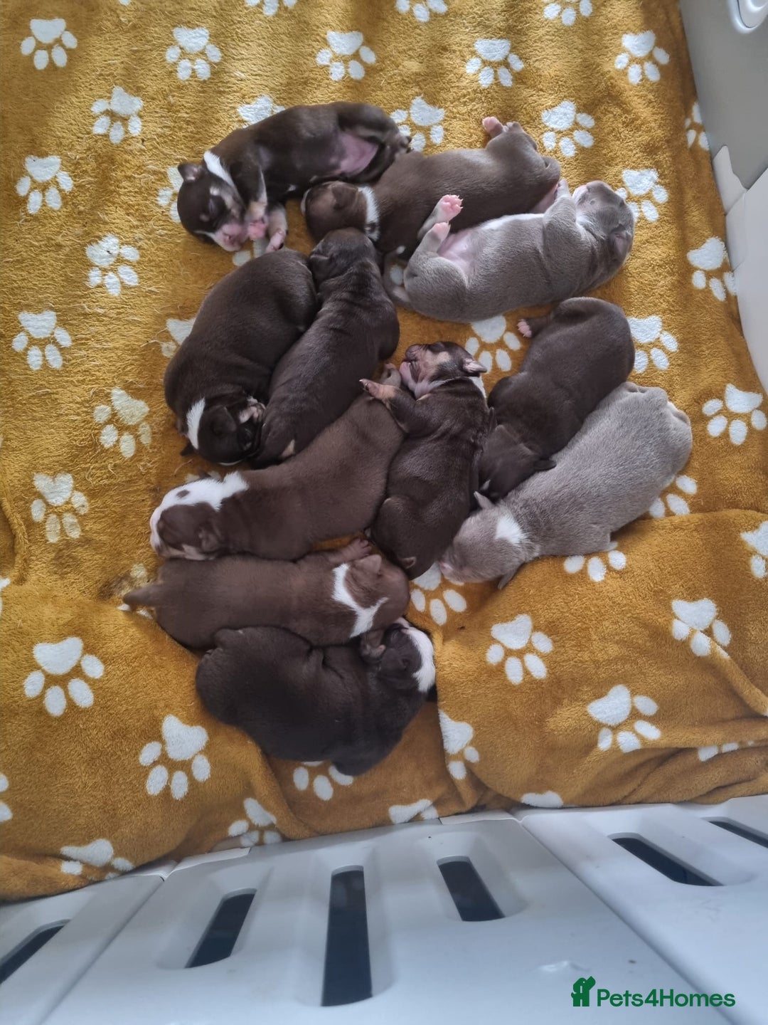 Olde English Bulldogge dogs for sale: Old English bulldog puppies  - Image 2