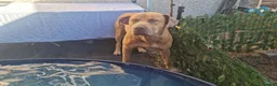 Mixed Breed dogs for sale: Staff x lab  - Advert 3