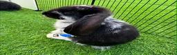 French Lop rabbits for sale: Pure French lop - Advert 1