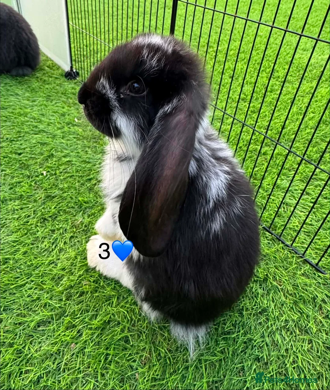 French Lop rabbits for sale: Pure French lop - Advert 1