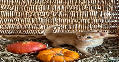 Abyssinian cats - Advert 5
