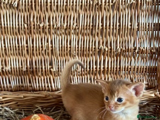 Abyssinian cats - Advert 1