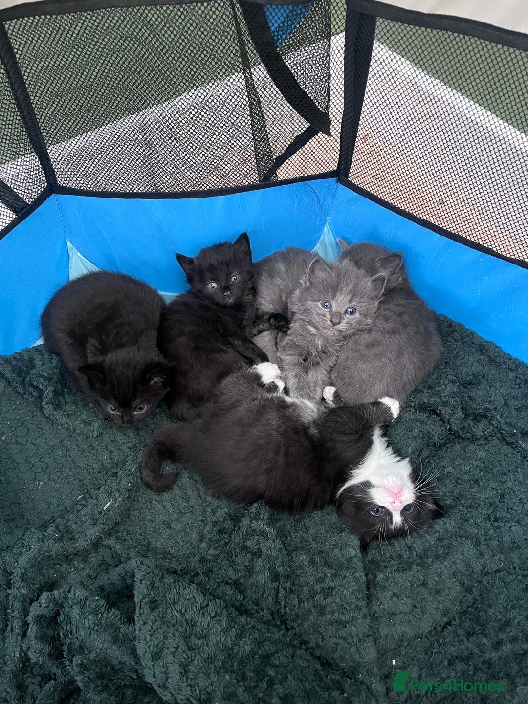 Mixed Breed cats for sale: Kittens Grey and Black - Image 8