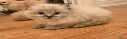Ragdoll cats for sale: 4 gorgeous ragdoll kittens! in Hull - Advert 3