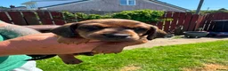 Dachshund dogs for sale: Mini Dachshund in Saint Austell - Advert 13
