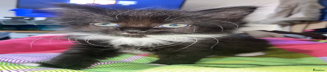 Mixed Breed Kitten 2