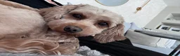 Cavapoo dogs for sale: Beautiful Cavapoo F1B Puppies - Advert 6