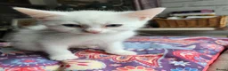 Mixed Breed cats for sale: Khao Manee mix kittens for sale  - Advert 8
