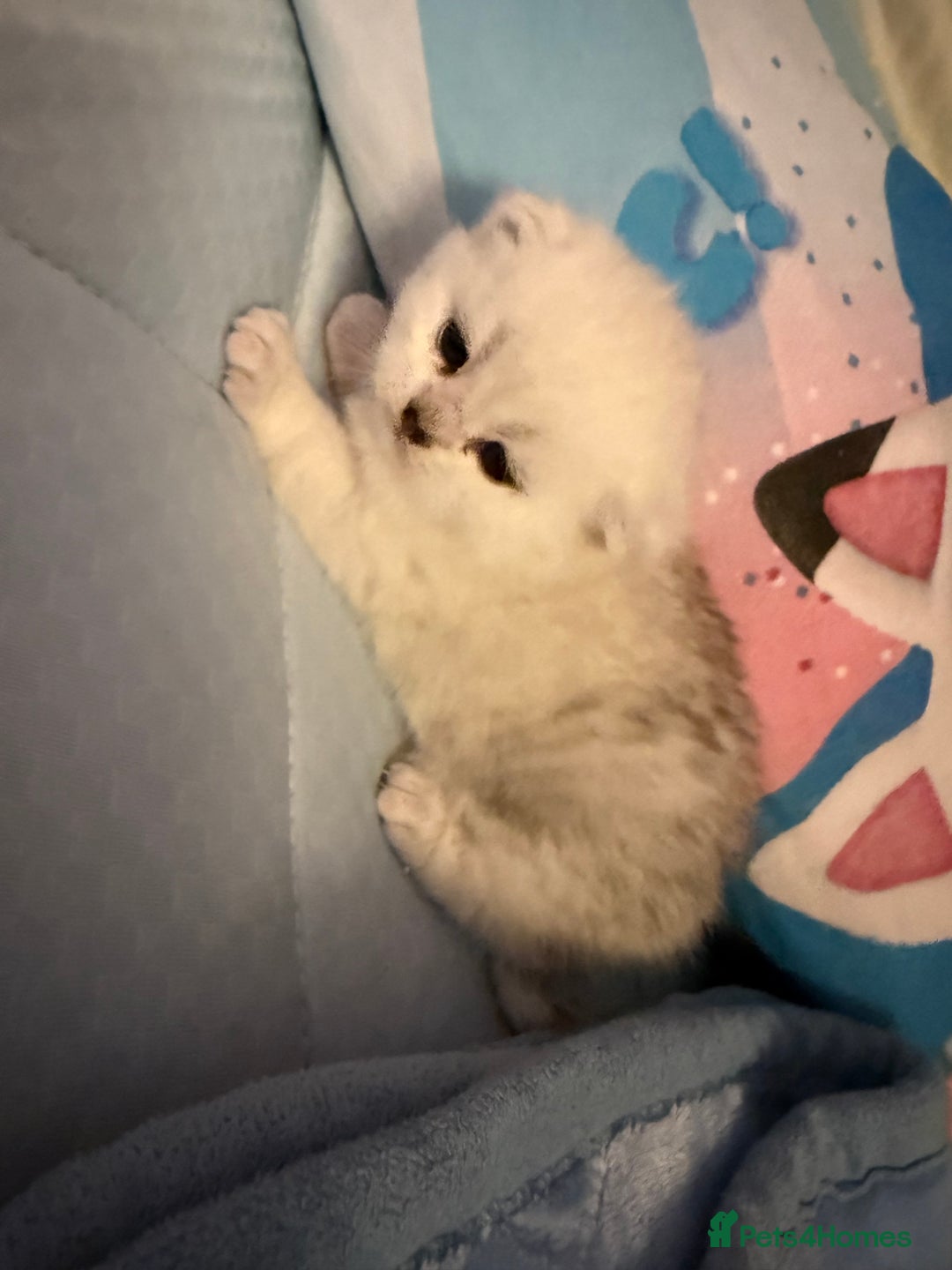 British Shorthair cats for sale: Champion British shorthair kitten  - Advert 11