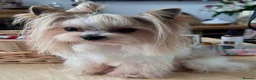 Yorkshire Terrier dogs for sale: Beautiful Small Biewer Yorkie Terrier Boy/ReadyNow - Advert 17