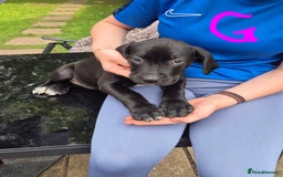 American Bully dogs for sale: American Bully Pups for sale - Image 28